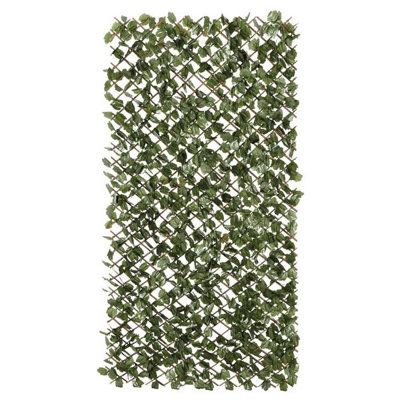celosias celosias