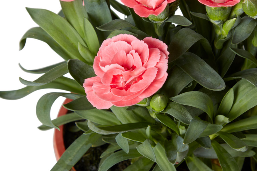 clavel