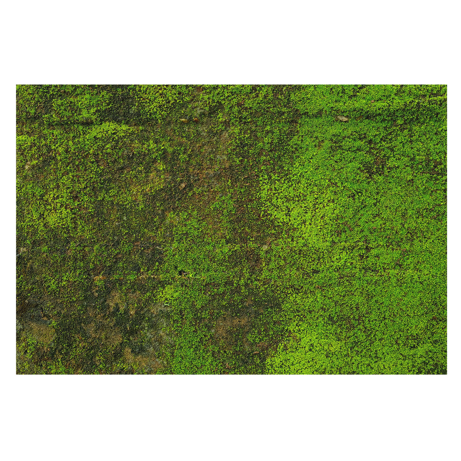 Papel pintado para paredes 250x250 alfombra verde tulup