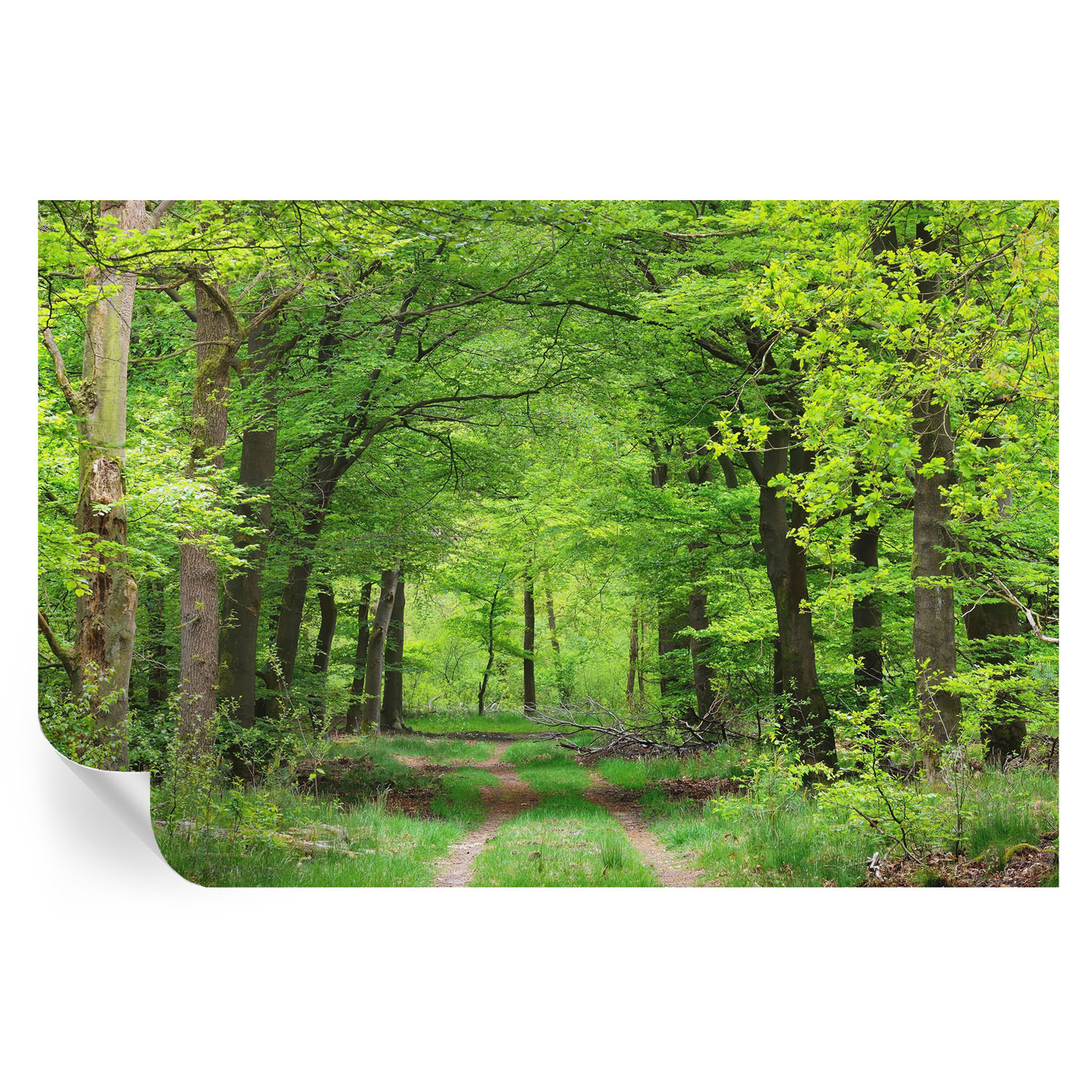 Murales autoadhesivos sendero forestal 104x152 tulup