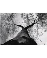 Papel pintado blanco y negro bosque 300x210 fotomurales sala living
