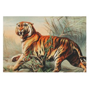 Papel pintado para paredes 312x219 naturaleza del tigre tulup