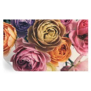 Murales autoadhesivos rosas coloridas 416x254 tulup