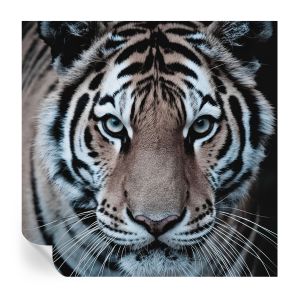 Murales autoadhesivos retrato de tigre 250x250 tulup