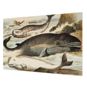 Papel pintado tejido no tejido 312x219 gigantes marinos tulup