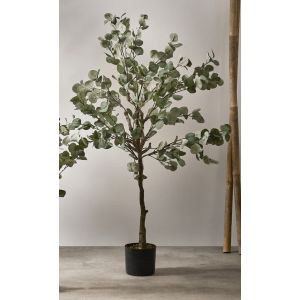 Arbol eucalipto 150 cms. 150 cms