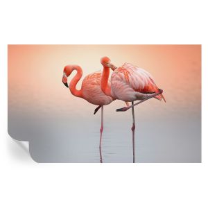 Papel pintado para paredes delicados flamencos 416x254 tulup