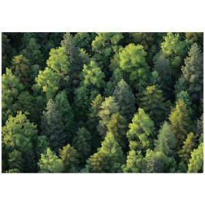 Papel pintado dormitorio naturaleza bosque 250x175 fotomurales tnt