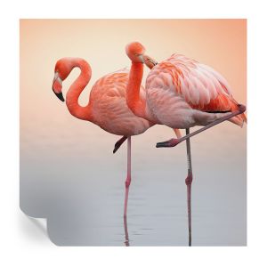 Papel pintado para paredes delicados flamencos 250x250 tulup