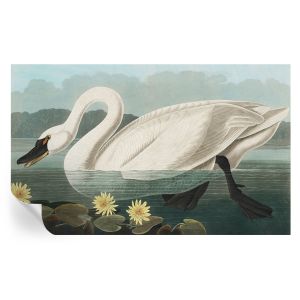 Murales autoadhesivos cisnes y nenúfares 416x254 tulup