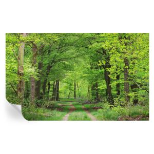 Murales autoadhesivos sendero forestal 416x254 tulup