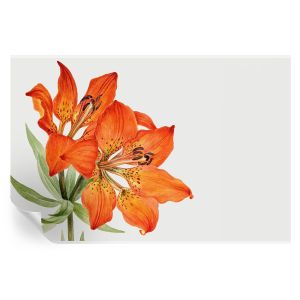 Papel pintado autoadhesivo lirio naranja 104x152 tulup