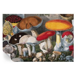Murales autoadhesivos hongos botánicos 104x152 tulup