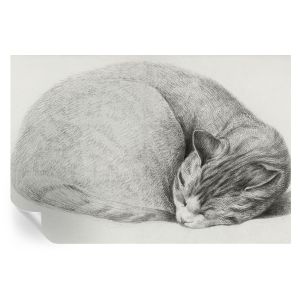 Murales autoadhesivos gato acurrucado 104x152 tulup