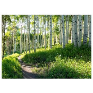 Papel pintado bosque naturaleza 350x250 fotomurales dormitorio tnt