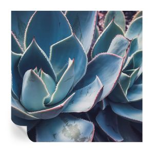 Papel pintado autoadhesivo aloe verde 250x250 tulup