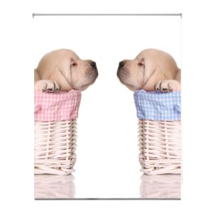 Estoralis | estor enrollable personalizado a-1063 110x250 multicolor