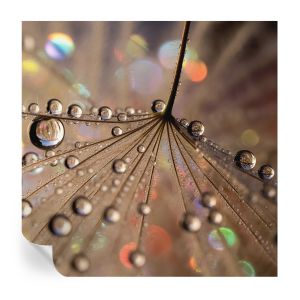 Papel pintado autoadhesivo gotas de perlas 250x250 tulup