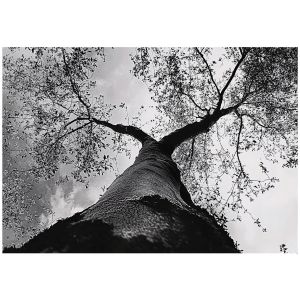 Papel pintado blanco y negro bosque 350x250 fotomurales sala living