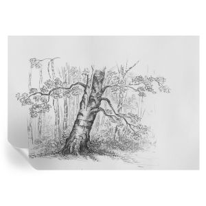 Murales autoadhesivos árbol del bosque 208x146 tulup