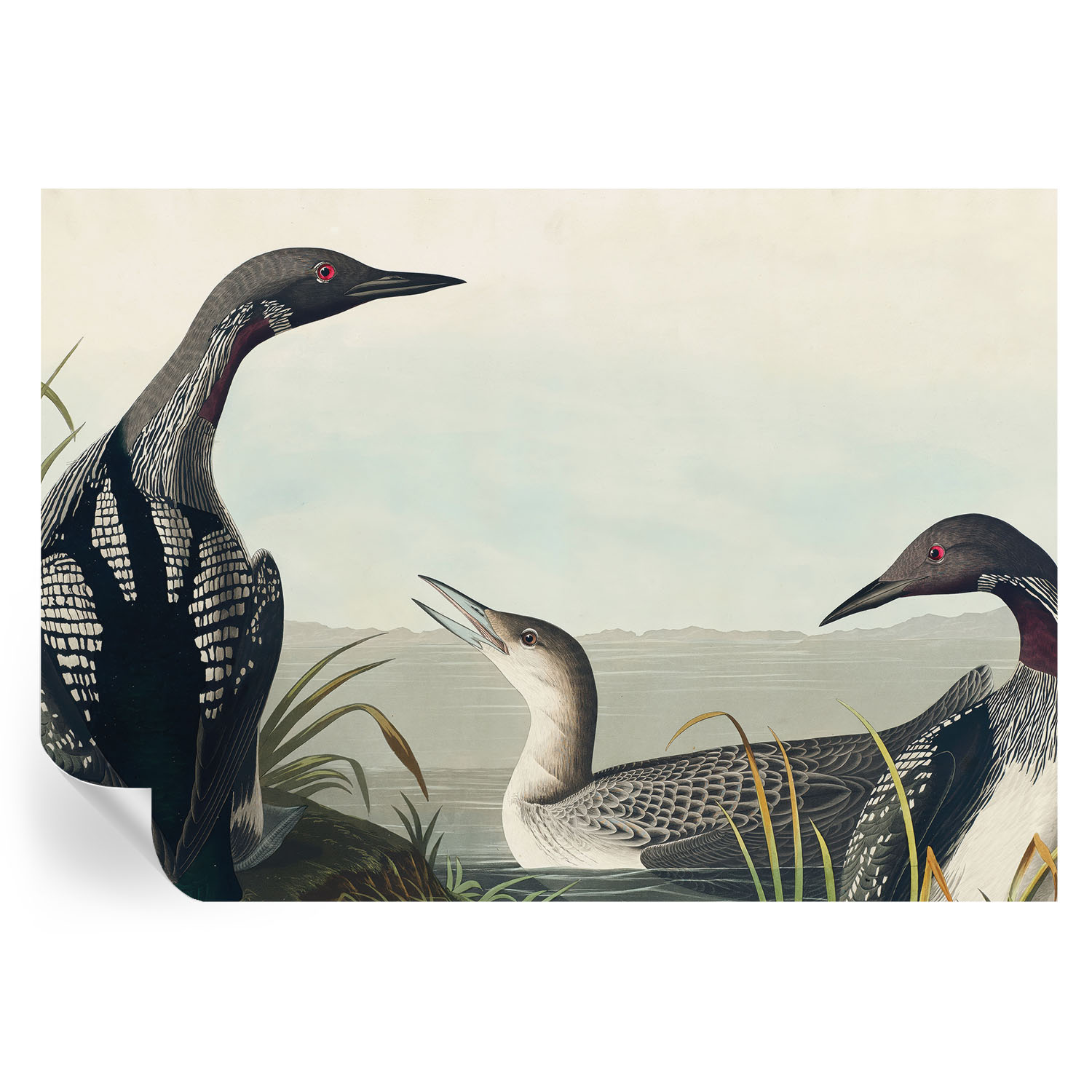 Papel pintado autoadhesivo pájaros sobre el agua 208x146 tulup