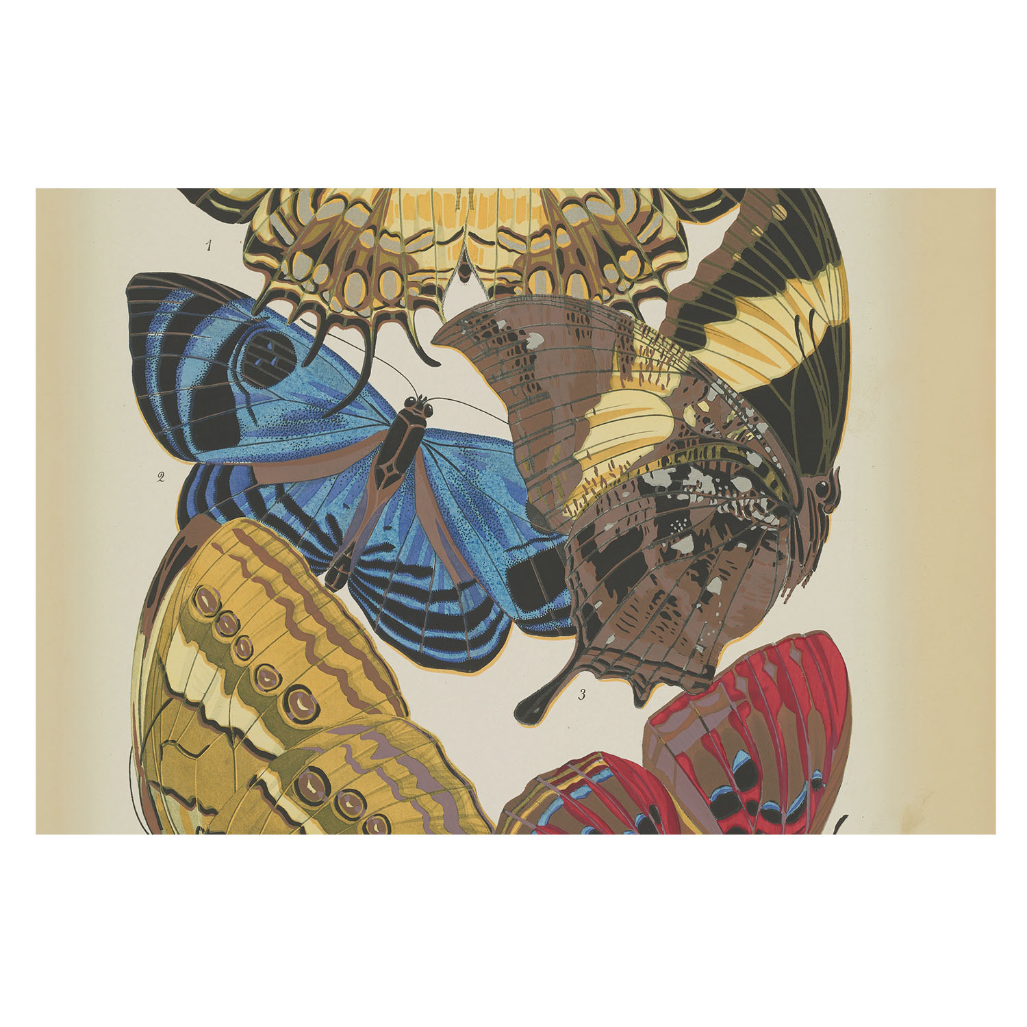 Papel pintado para paredes 250x250 inspiración de mariposas tulup