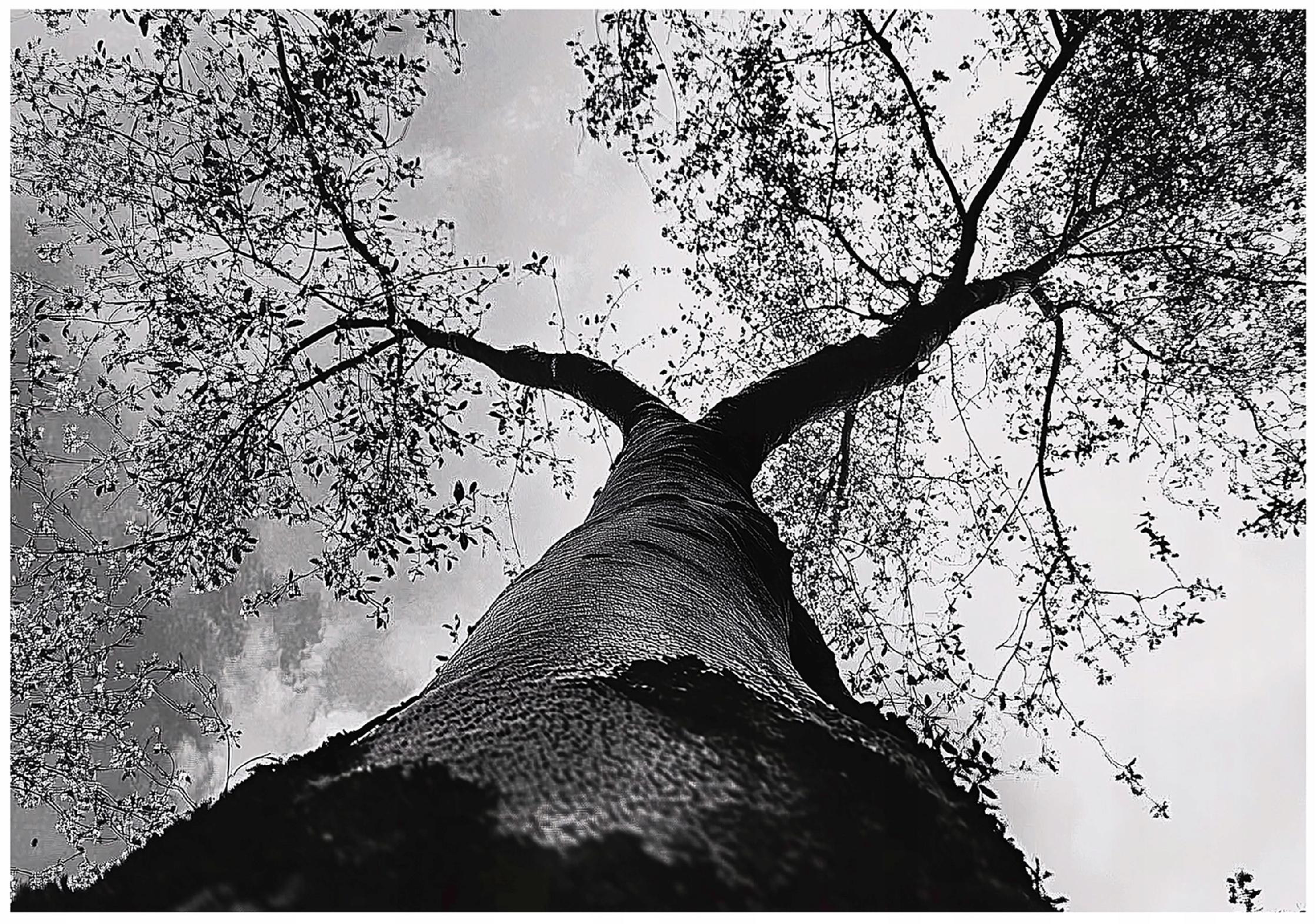 Papel pintado blanco y negro bosque 350x250 fotomurales sala living