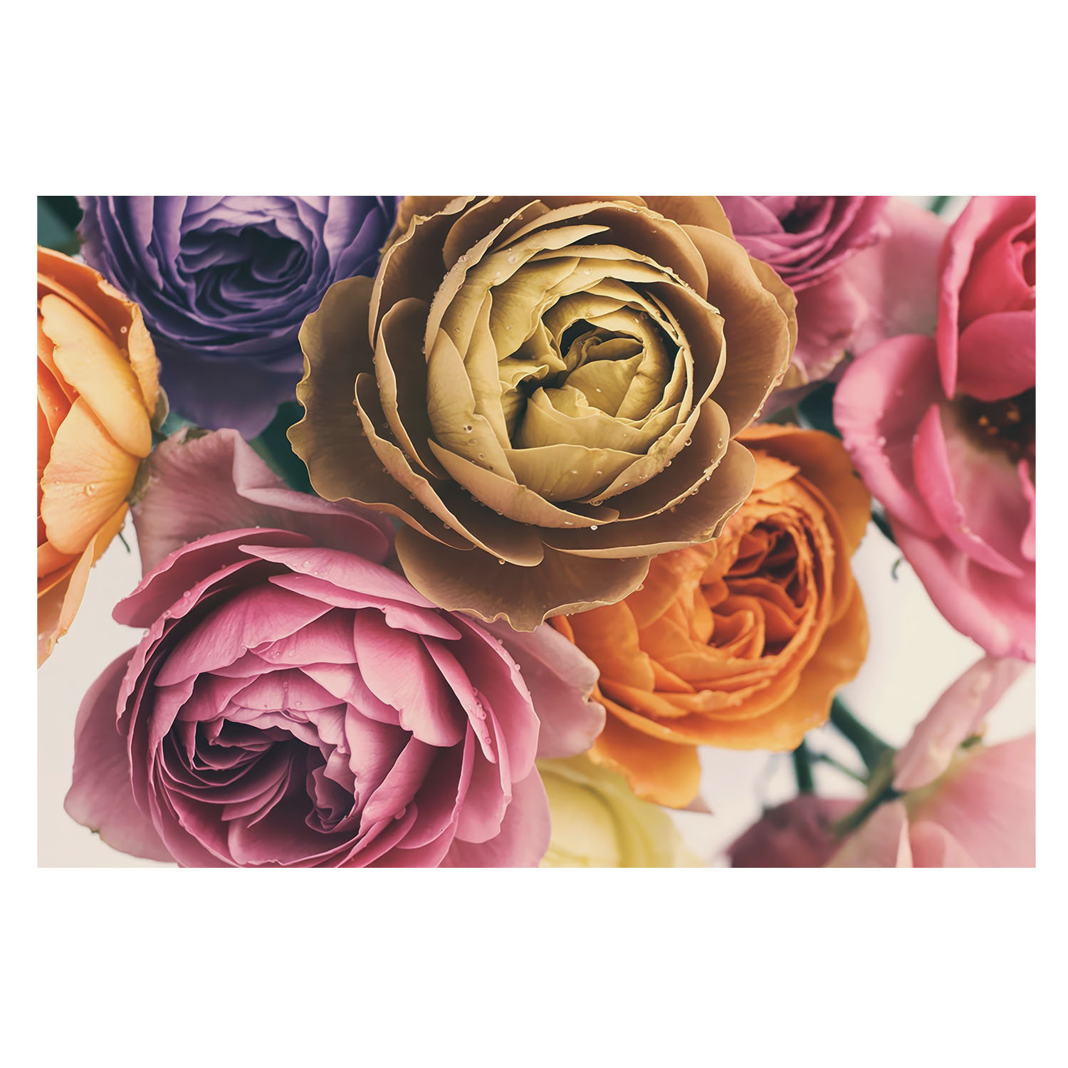 Papel pintado para paredes 250x250 rosas coloridas tulup
